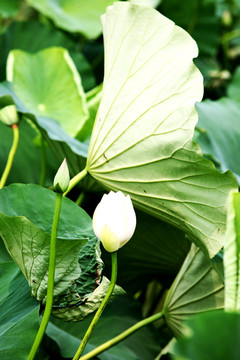 白蓮花