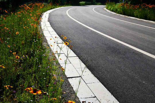 道路 花草