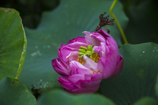 荷花