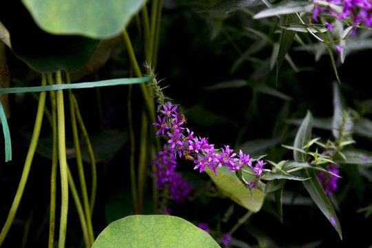 紫色小花