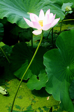 白蓮花