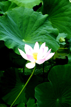 白蓮花