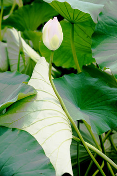 白蓮花