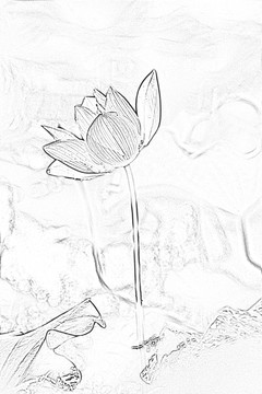 設(shè)計(jì)素材 荷花
