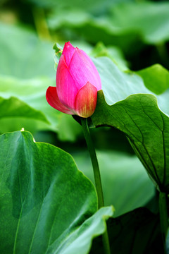紅蓮花