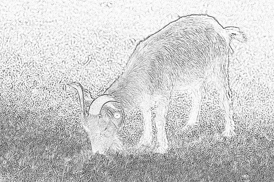動物素材 羊
