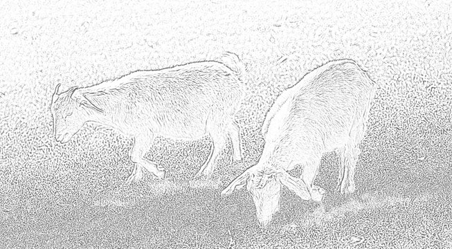 動物素材 羊