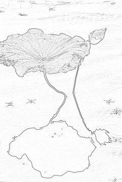 設(shè)計素材 荷花