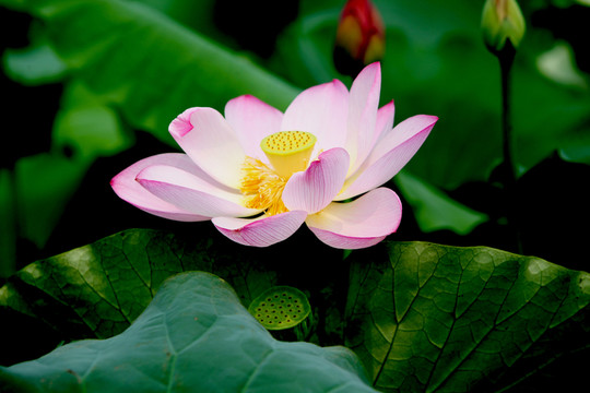 紅蓮花