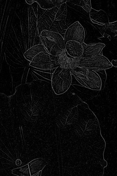 設(shè)計(jì)素材 荷花