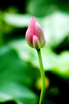 紅蓮花