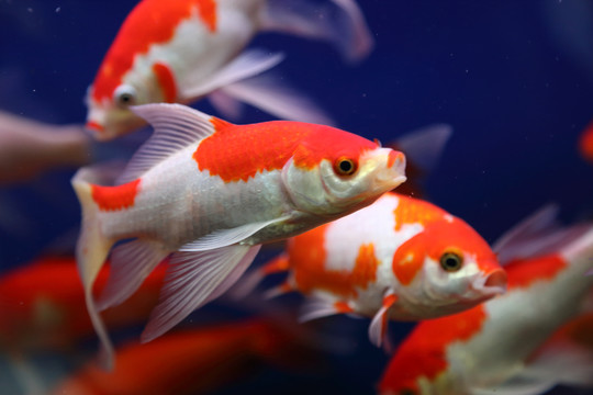 金魚