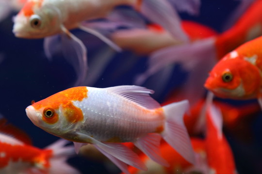 金魚
