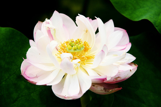 白蓮花