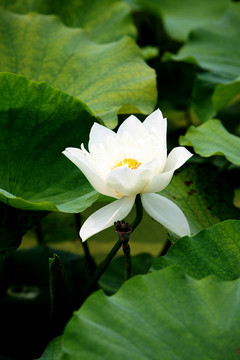 白蓮花
