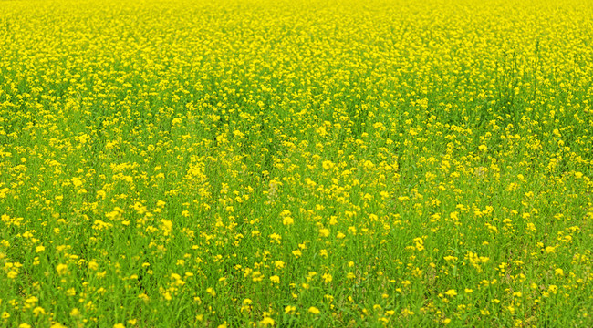 油菜花地