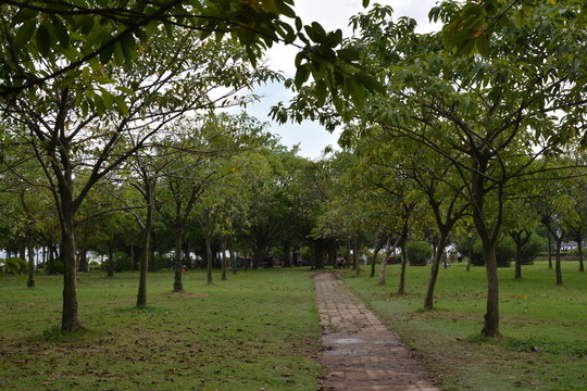 樹(shù)林