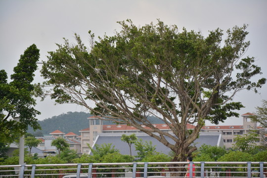 樹林