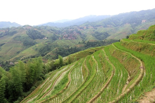 龍脊梯田