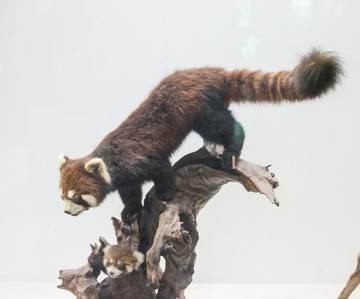 小熊貓標(biāo)本