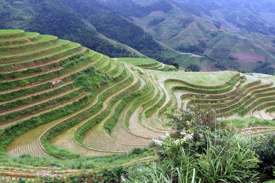 龍脊梯田