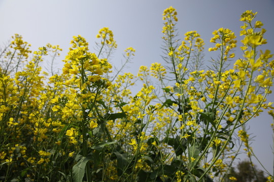 油菜花