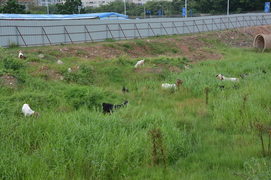 山羊