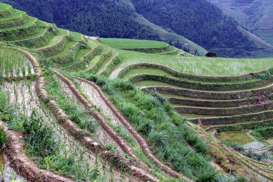 龍脊梯田