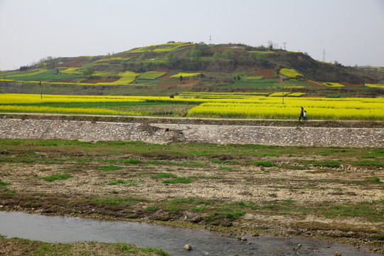 油菜花海
