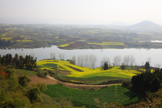 油菜花開