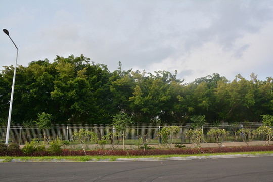 樹(shù)林