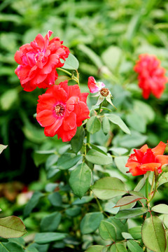 月季花