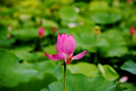 荷花