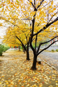 抽象樹(shù)林 不分層