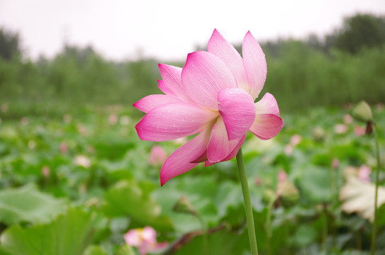 詩(shī)情畫意唯美荷花