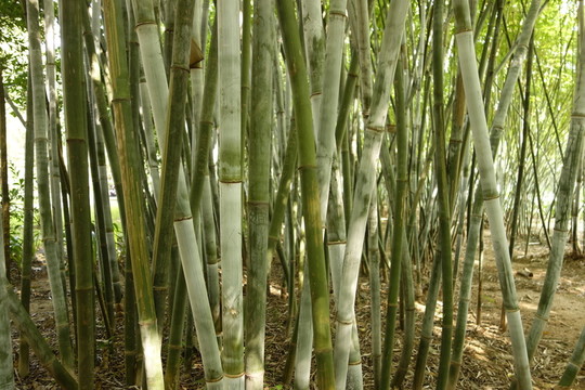 竹節(jié)
