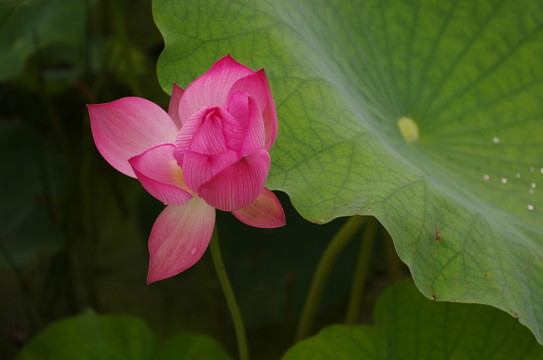 詩(shī)情畫意唯美荷花