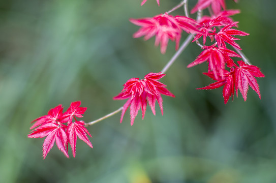 紅葉