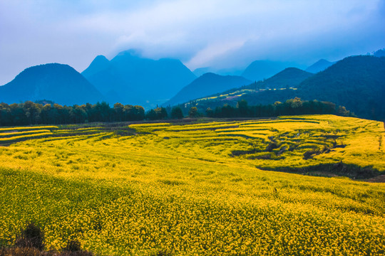 油菜花田