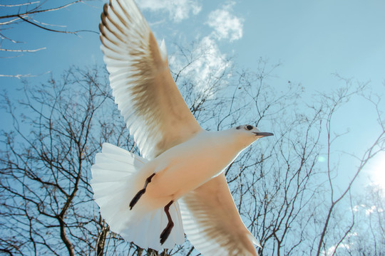 翱翔的鳥
