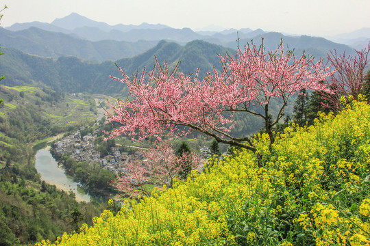 漫山鮮花