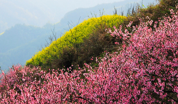 漫山鮮花