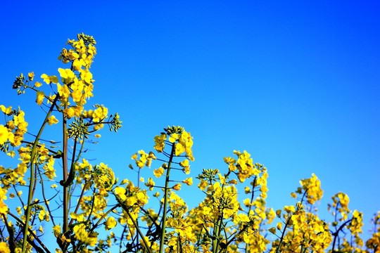 油菜花
