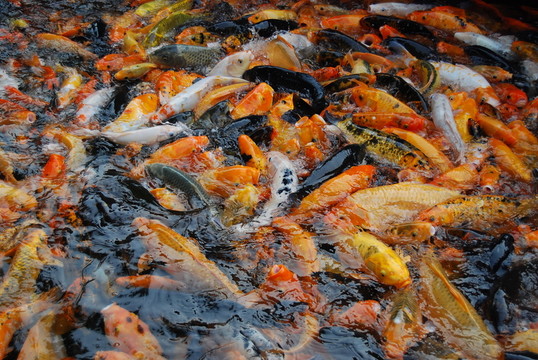金魚 錦里 喜慶