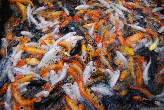 五顏六色的金魚
