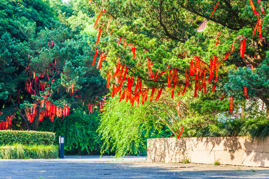 許愿樹(shù)