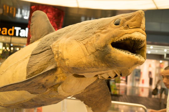 鯊魚(yú)模型
