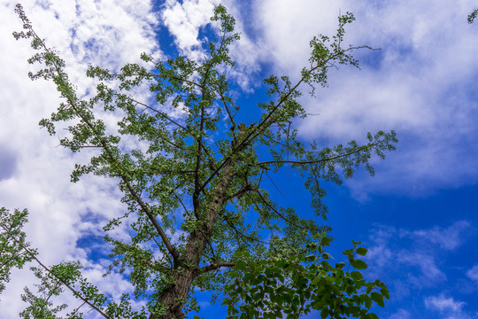 天空 大樹