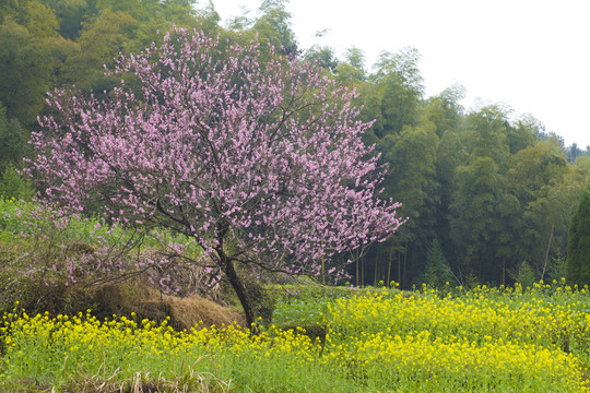 婺源