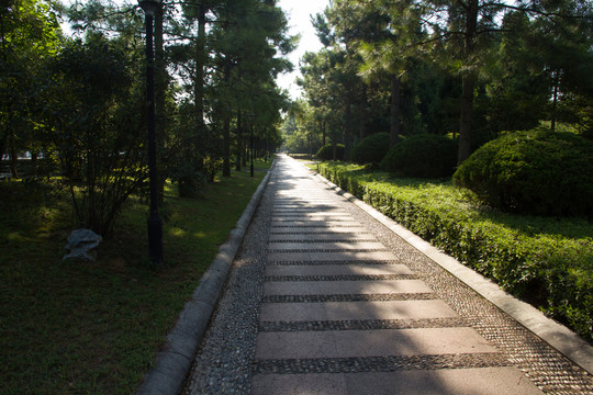 林間小路 逆光 晨光